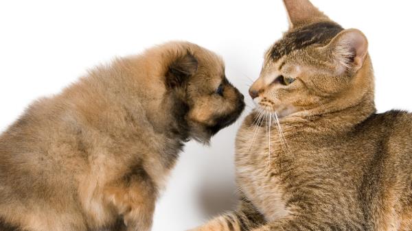 Puppy Cat Familiarity Affection Friendship Wallpaper