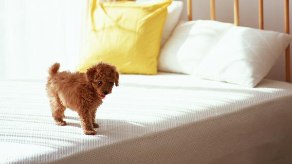 Puppy Curls Bed Morning Wallpaper