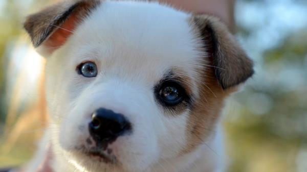 Puppy Cute Face Spotted Wallpaper