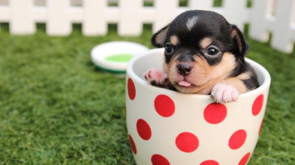 Puppy Dog Cup Wallpaper