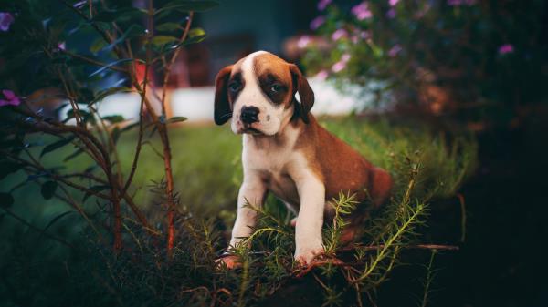 Puppy Dog Cute Wallpaper
