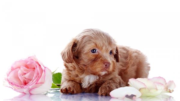 Puppy Dog Flower Rose Photoshoot Wallpaper