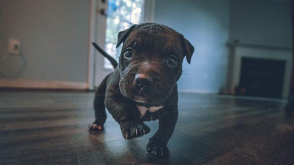 Puppy Dog Funny Wallpaper