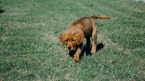 Puppy Dog Grass Wallpaper