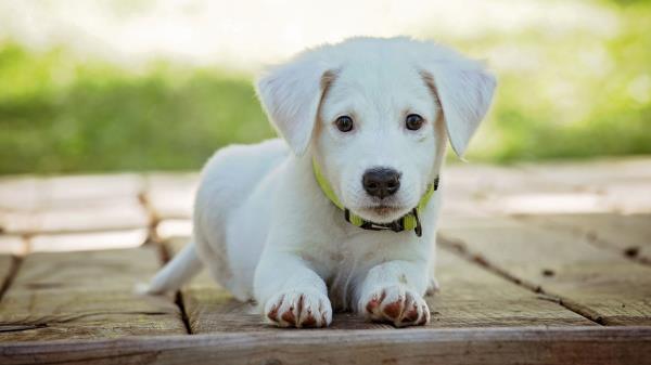 Puppy Dog Lying White Wallpaper