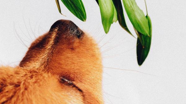 Puppy Dog Nose Wallpaper