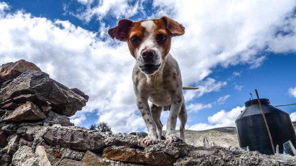 Puppy Dog Spotted Stones Wallpaper