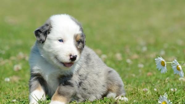 Puppy Grass Daisies Wallpaper