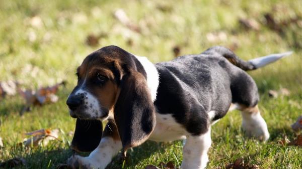 Puppy Grass Leaves Wallpaper