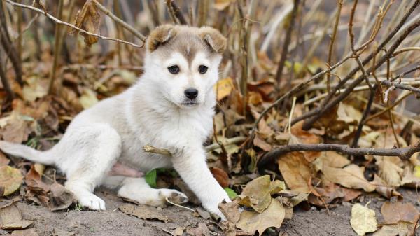 Puppy Leaves Autumn Playful Wallpaper