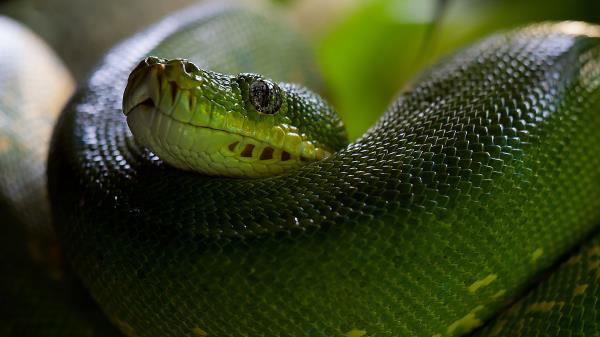 Python Snake Head Scales Wallpaper