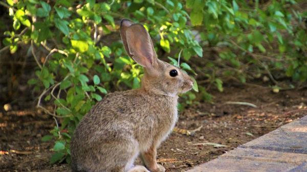 Rabbit Animal Fluffy Wallpaper
