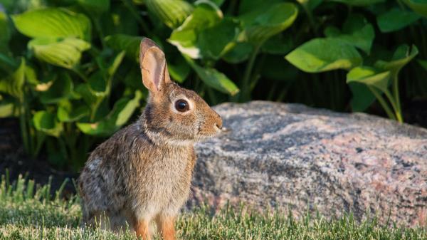 Rabbit Animal Profile Wallpaper