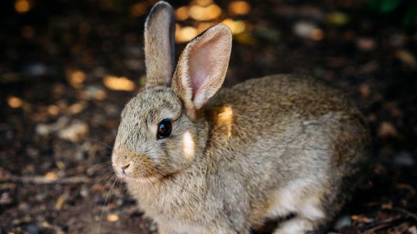 Rabbit Cute Hare Wallpaper