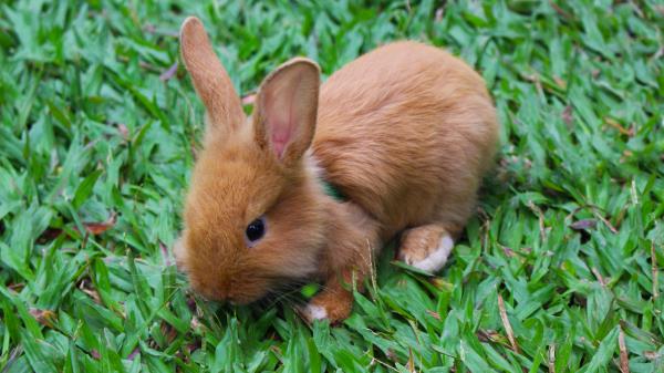 Rabbit Decorative Small Wallpaper