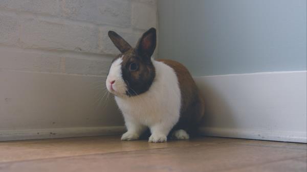 Rabbit Ears Cute Wallpaper