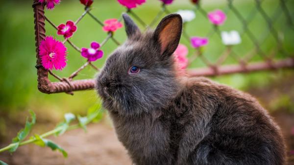 Rabbit Fluffy Flowers Wallpaper