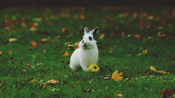Rabbit Grass Apple Wallpaper