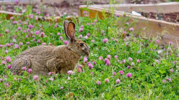 Rabbit Grass Clover Walk Wallpaper