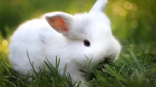 Rabbit Grass Food Cute Wallpaper
