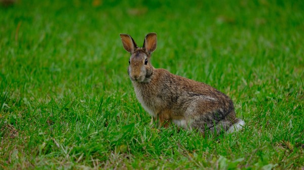 Rabbit Hare Grass Image Wallpaper