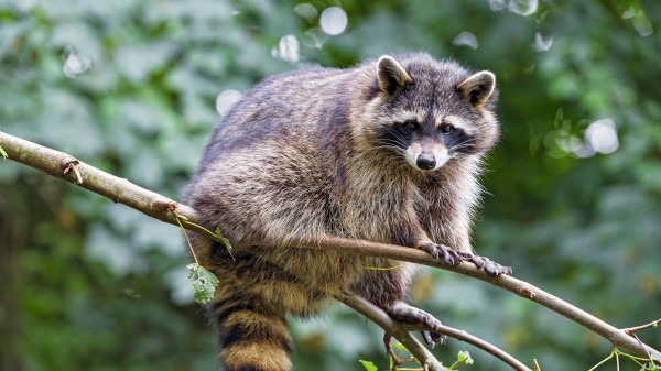 Raccoon Animal Cute wallpaper