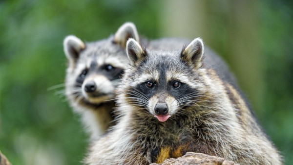 Raccoon Animal Protruding Tongue Wallpaper