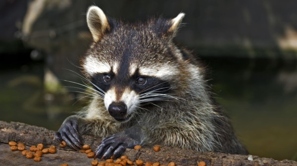 Raccoon Face Food View wallpaper