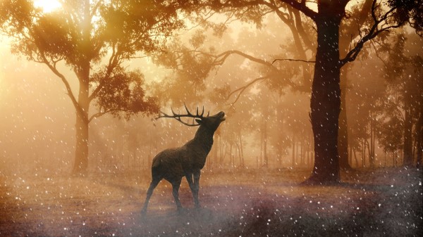 Red Deer Sun Light Forest Wallpaper
