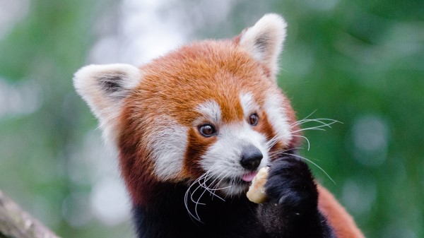 Red Panda Lesser Panda Food Cute Wallpaper