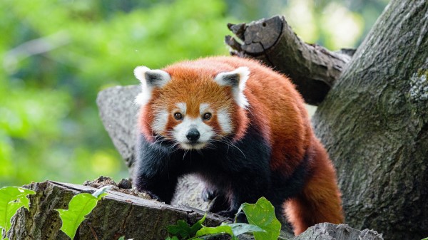 Red Panda Panda Glance Image Wallpaper