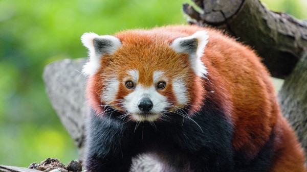 Red Panda Panda Muzzle Wallpaper