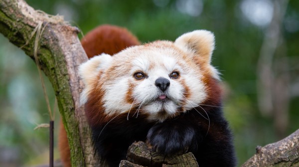 Red Panda Small Panda Muzzle Spotted wallpaper
