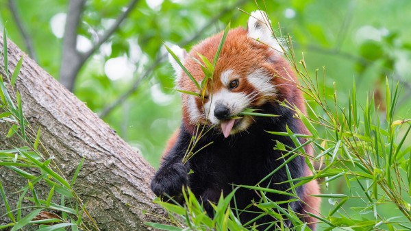 Red Panda Tongue Hanging Out Animal Wallpaper