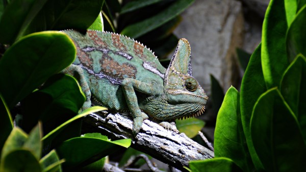 Reptile Chameleon Profile Wallpaper
