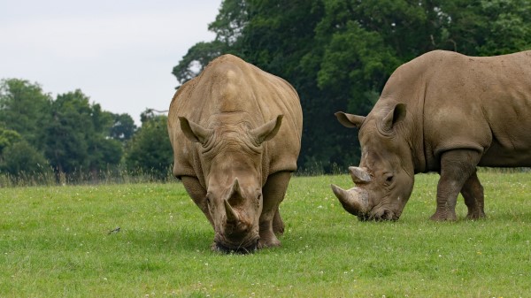 Rhino Couple Food Grass Wallpaper