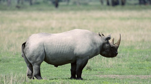 Rhino Shadow Walk Beautiful Wallpaper