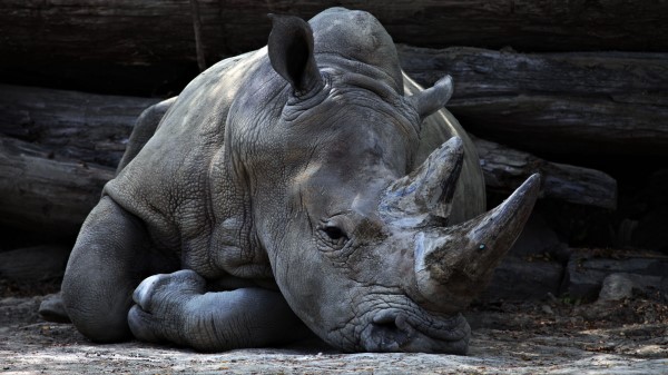 Rhinoceros Horn Lying Wallpaper