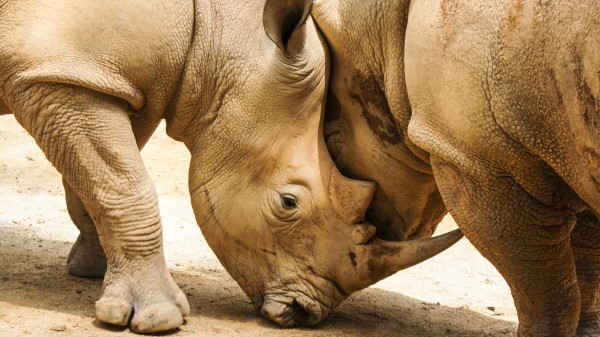 Rhinoceroses Couple Horns Wallpaper