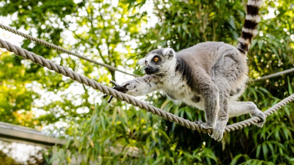 Ring Tailed Lemur Lemur Katta Wallpaper