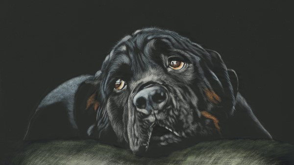 Rottweiler Breed Dog Black Hd Wallpaper