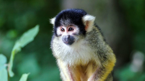 Sajmir Monkey Small Color Wallpaper