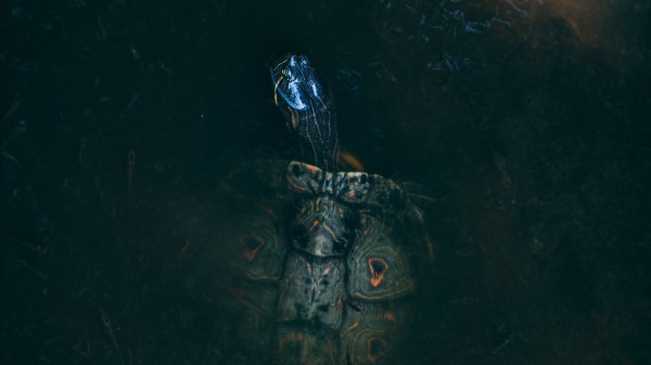 Sea Turtle Turtle Water wallpaper