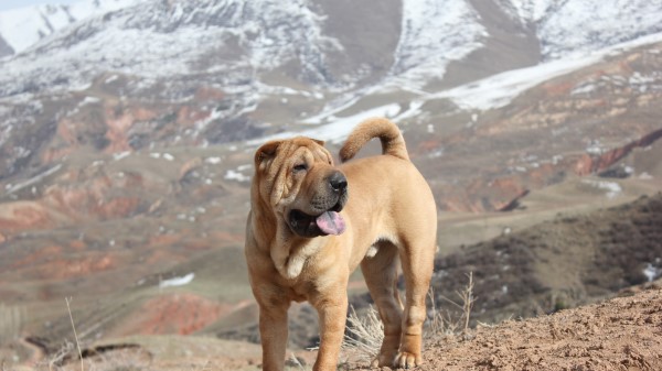 Shar Pei Dog Walking Puppy wallpaper