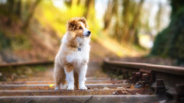 Shetland Sheepdog Hd Wallpaper