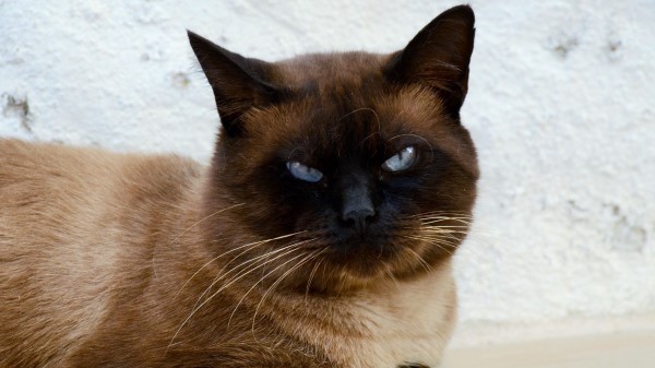 Siamese Cat Cat Muzzle Beautiful Wallpaper