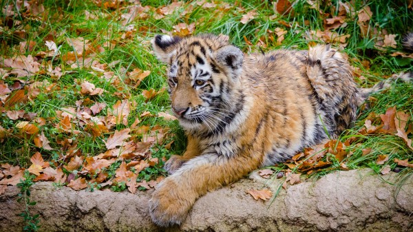 Siberian Tiger Cub Predator Autumn Foliage Wallpaper