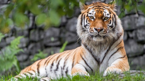 Siberian Tiger Female Zoo Big Cat Hd Wallpaper