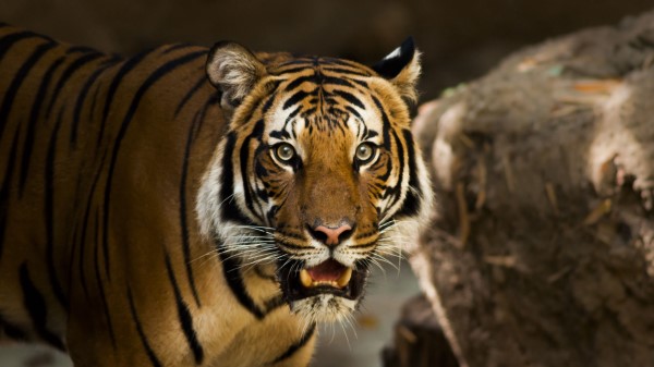 Siberian Tiger Predator Wild Cat Wallpaper