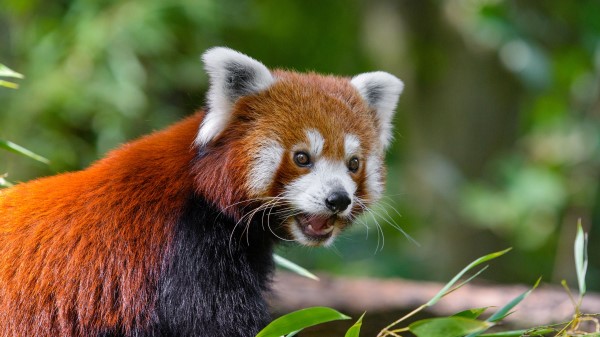 Small Panda Fiery Panda Red Panda wallpaper
